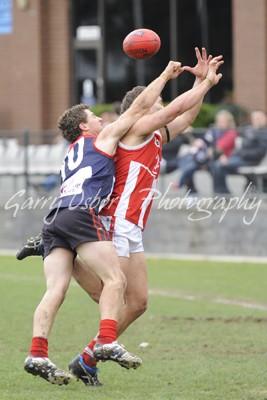 Campbell & Shepp Swans