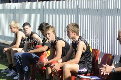 Bushies Bench